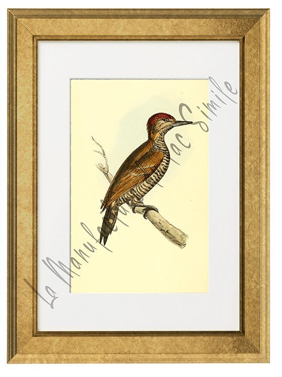 OISEAUX 04 1820-1823
