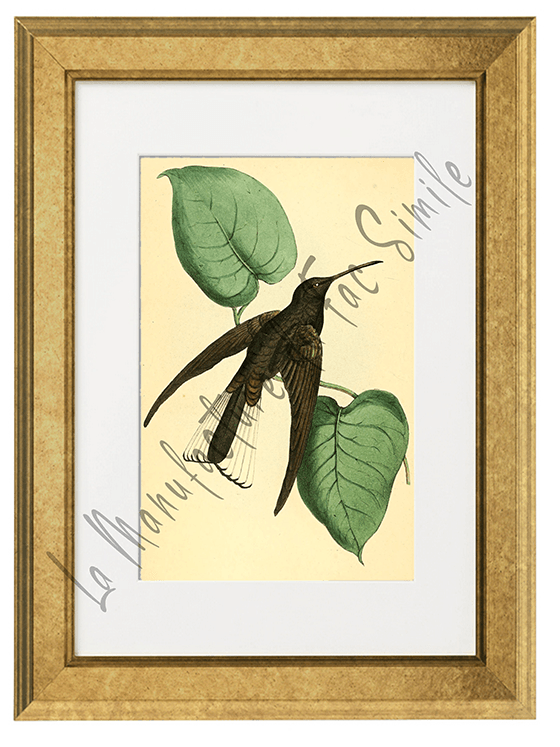 OISEAUX 05 1820-1823