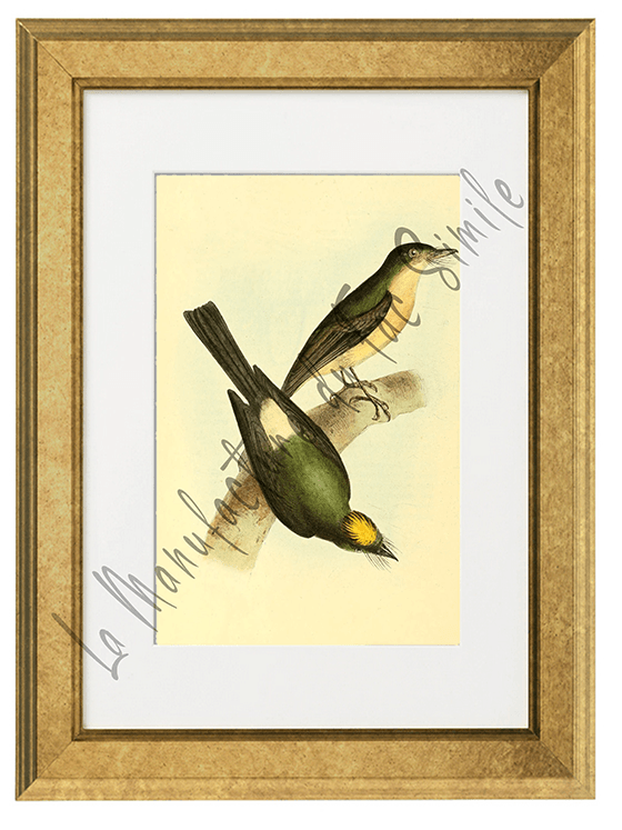 OISEAUX 17 1820-1823