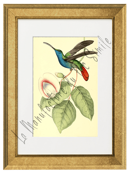 OISEAUX 06 1820-1823