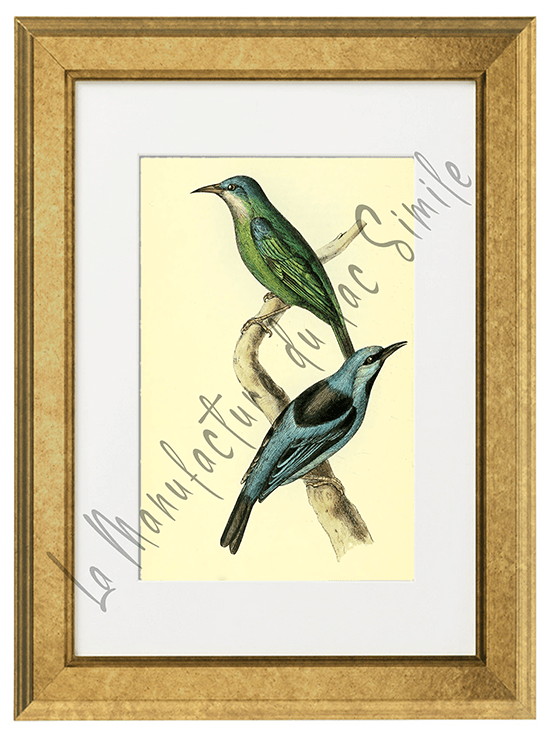 OISEAUX 10 1820-1823