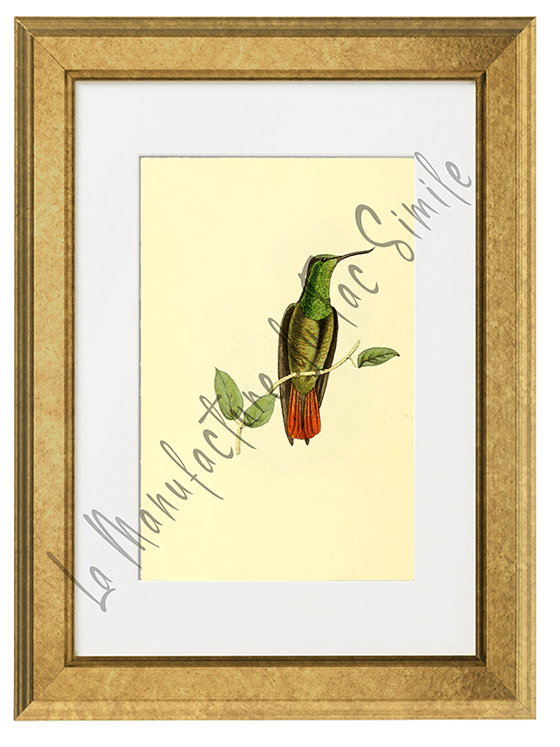 OISEAUX 13 1820-1823