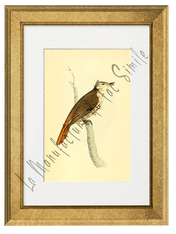 OISEAUX 12 1820-1823