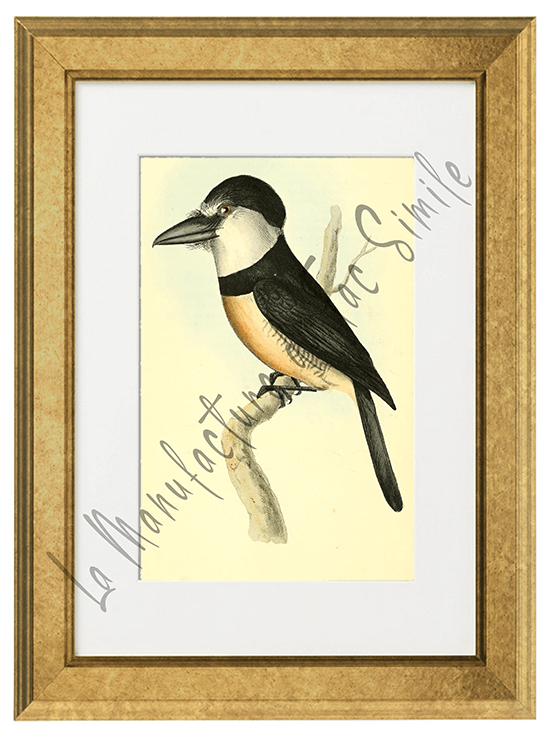 OISEAUX 11 1820-1823