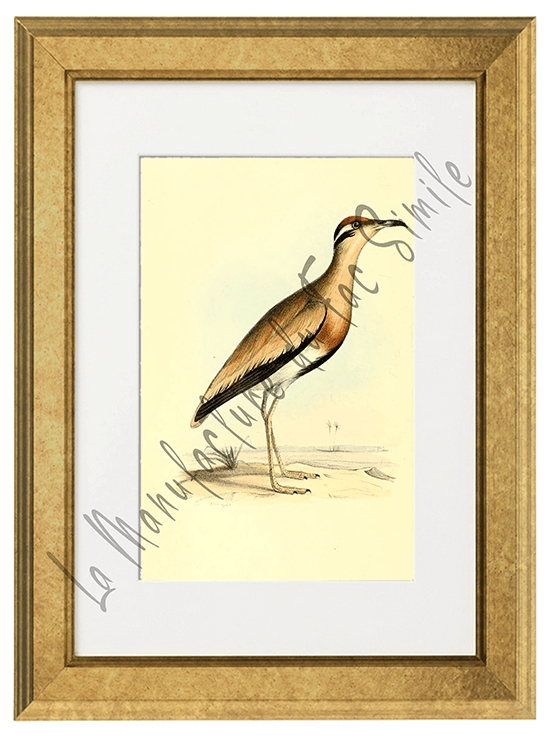 OISEAUX 14 1820-1823