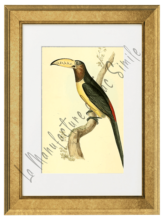 OISEAUX 08 1820-1823