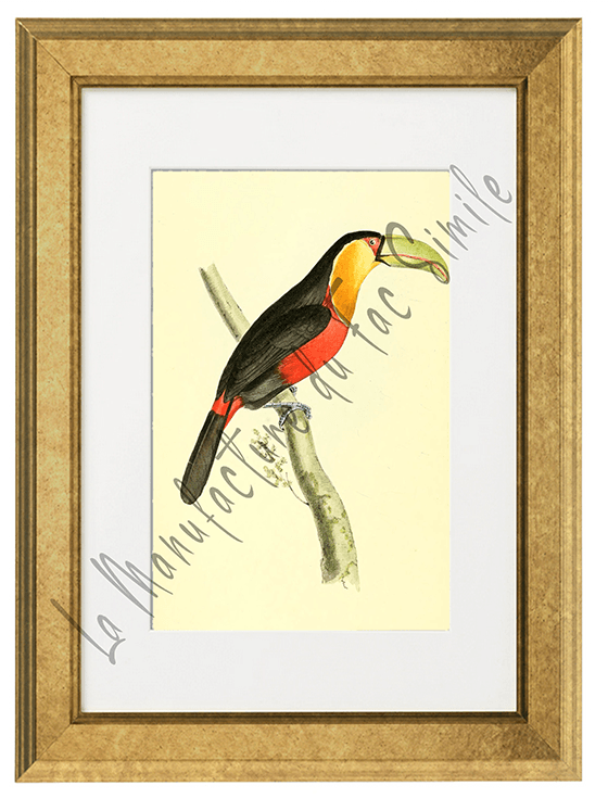 OISEAUX 16 1820-1823