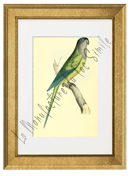 OISEAUX 07 1820-1823