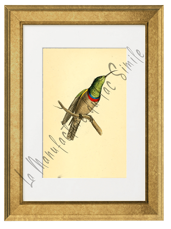 OISEAUX 09 1820-1823