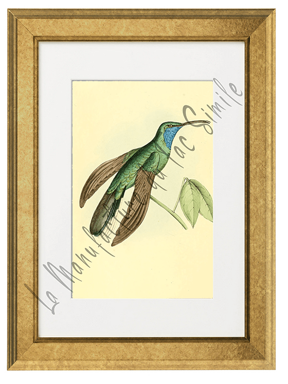 OISEAUX 15 1820-1823