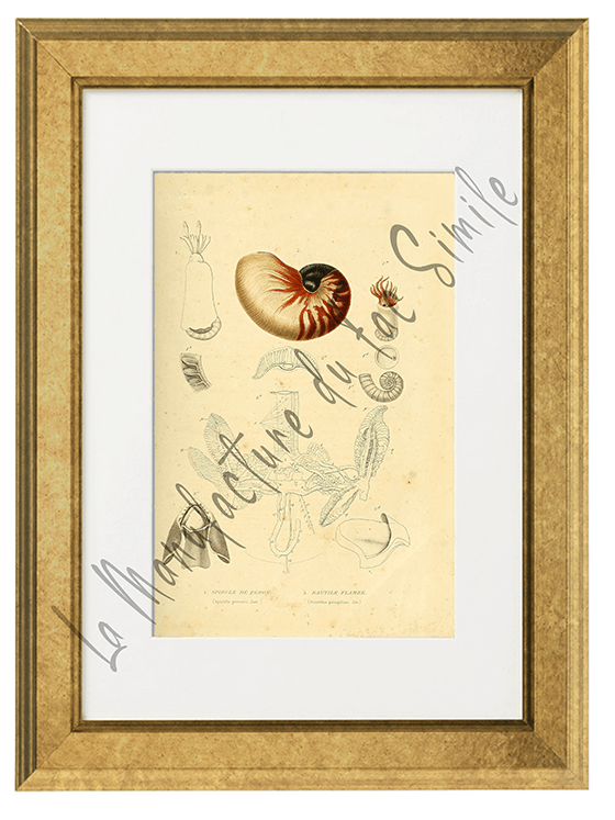 SPIRULE ET NAUTILE