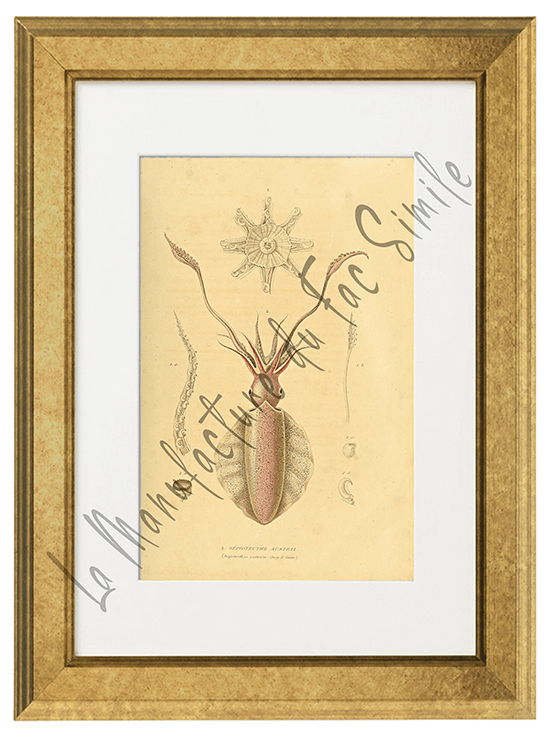 SEPIOTEUTHE AUSTRAL
