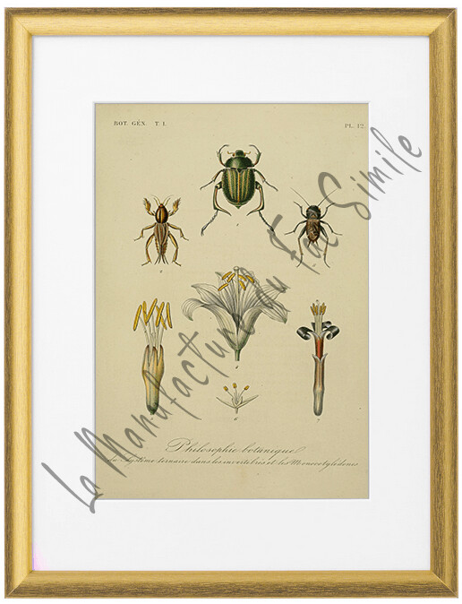 TRAITE DE BOTANIQUE 1870-72 -01