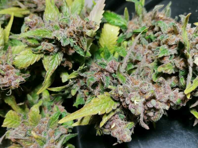 SUPEROFFERTA   NUOVE VARIETA&#39; 50g di canapa CBD, varietà a scelta