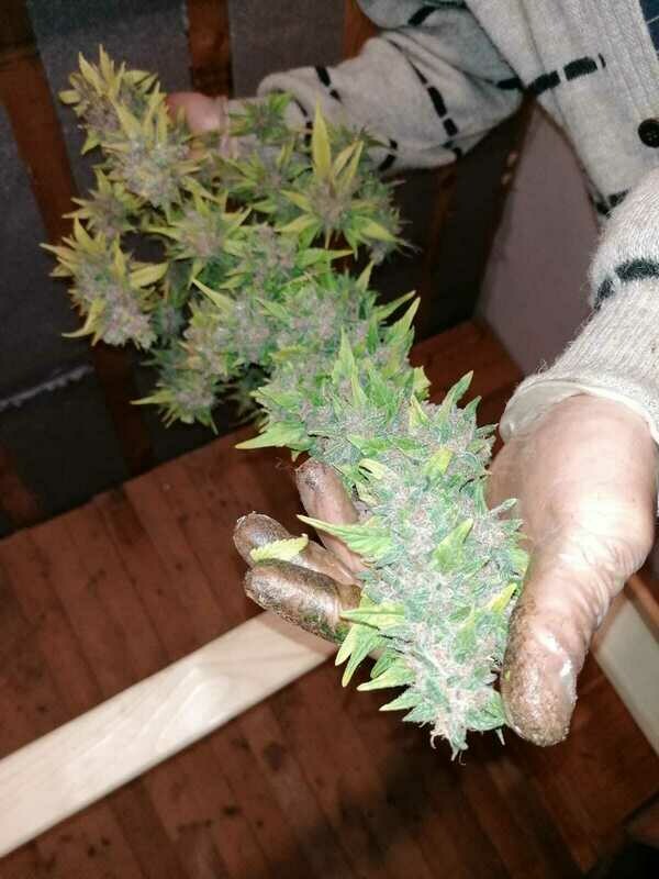 SUPEROFFERTA   NUOVE VARIETA' 50g di canapa CBD, varietà a scelta