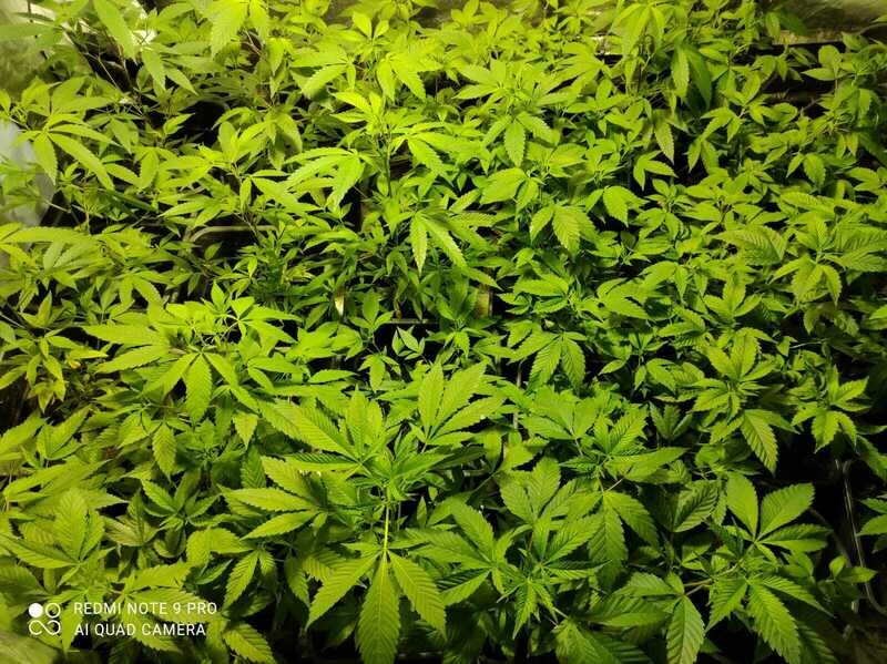 Olio di Canapa CBD