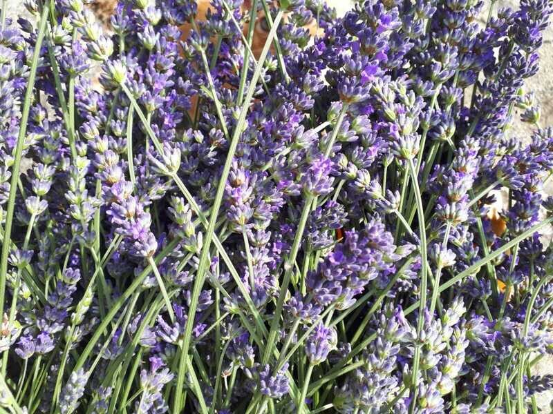 Olio essenziale di Lavanda (lavanda angustifolia) NUOVO RACCOLTO 2025