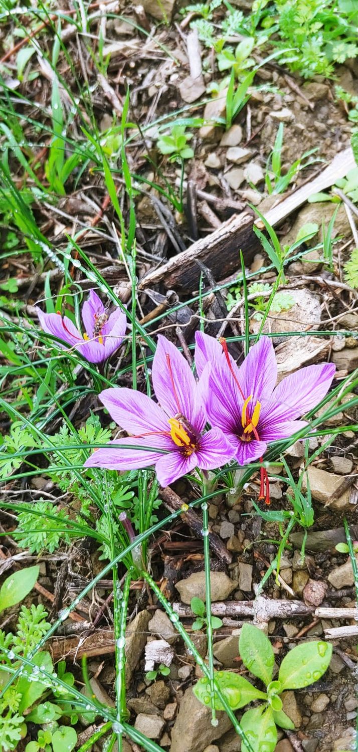 Zafferano raccolta 2025.