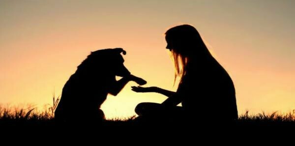 Soin de guérison pour les animaux