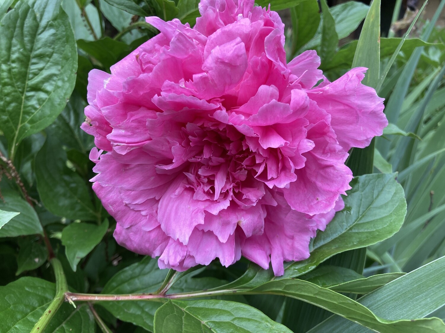 ​2026 LCIA Spring Luncheon Guest,  May 2