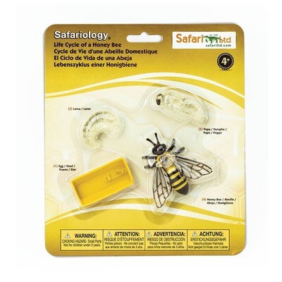 Safari Ltd. - Life Cycle Of A Honey Bee - 622716