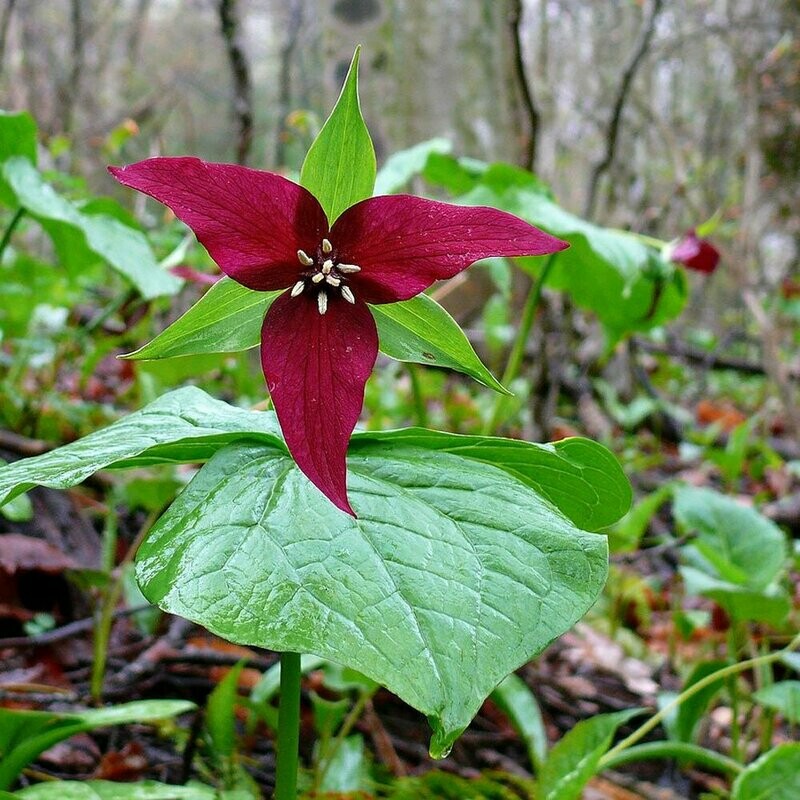 Red Trillium Red Trillium
