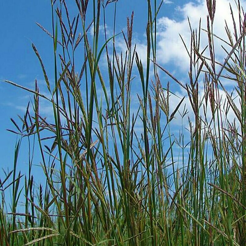 Big Bluestem
