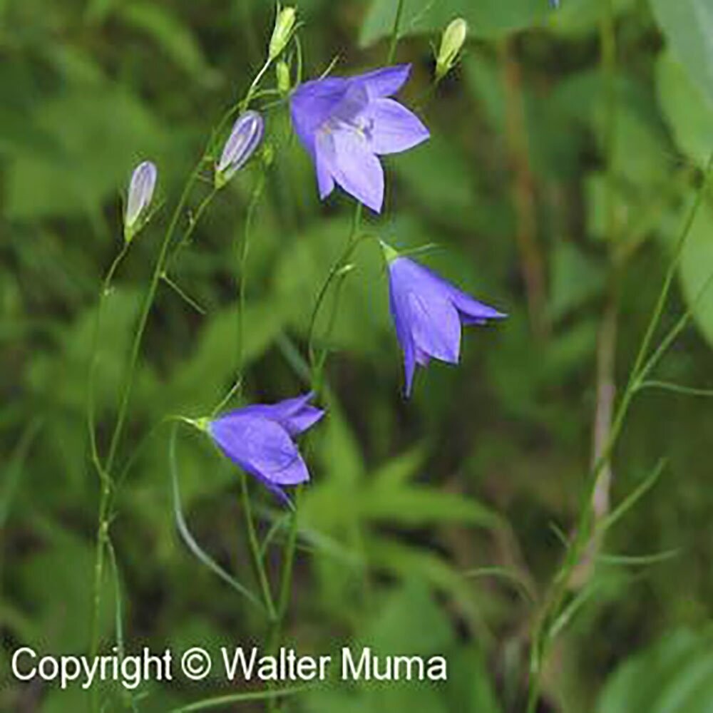 Harebell