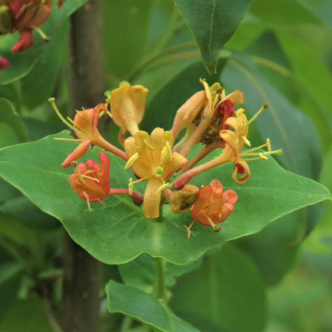 Northern Bush Honeysuckle