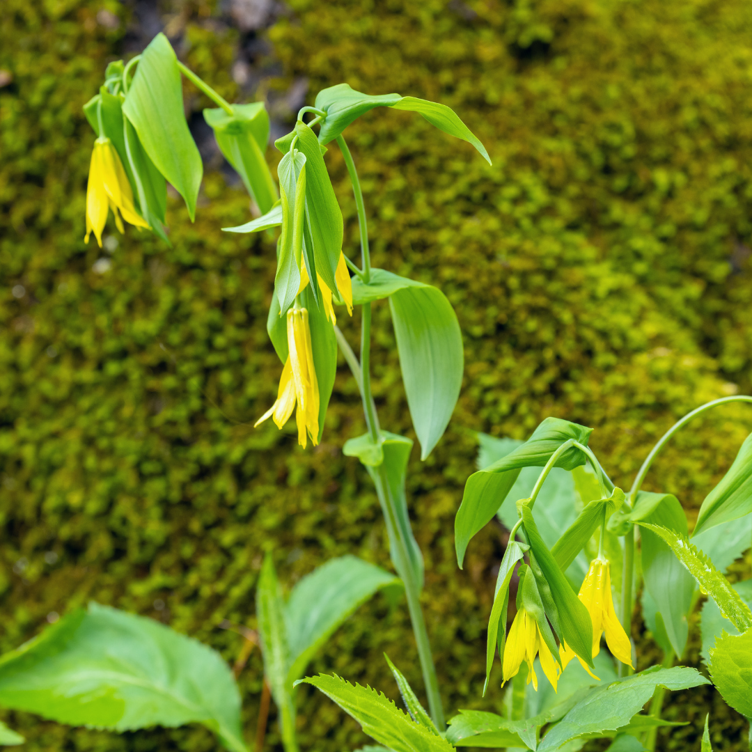 Large Flowered Bellwort