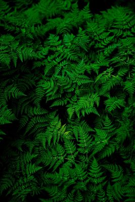 Ferns
