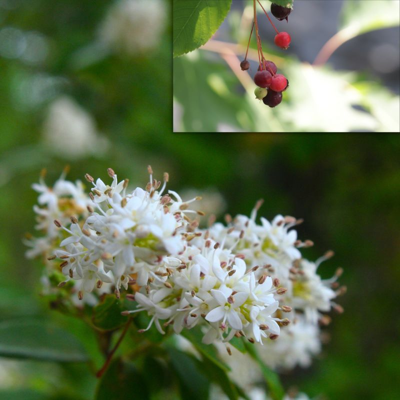 Serviceberry