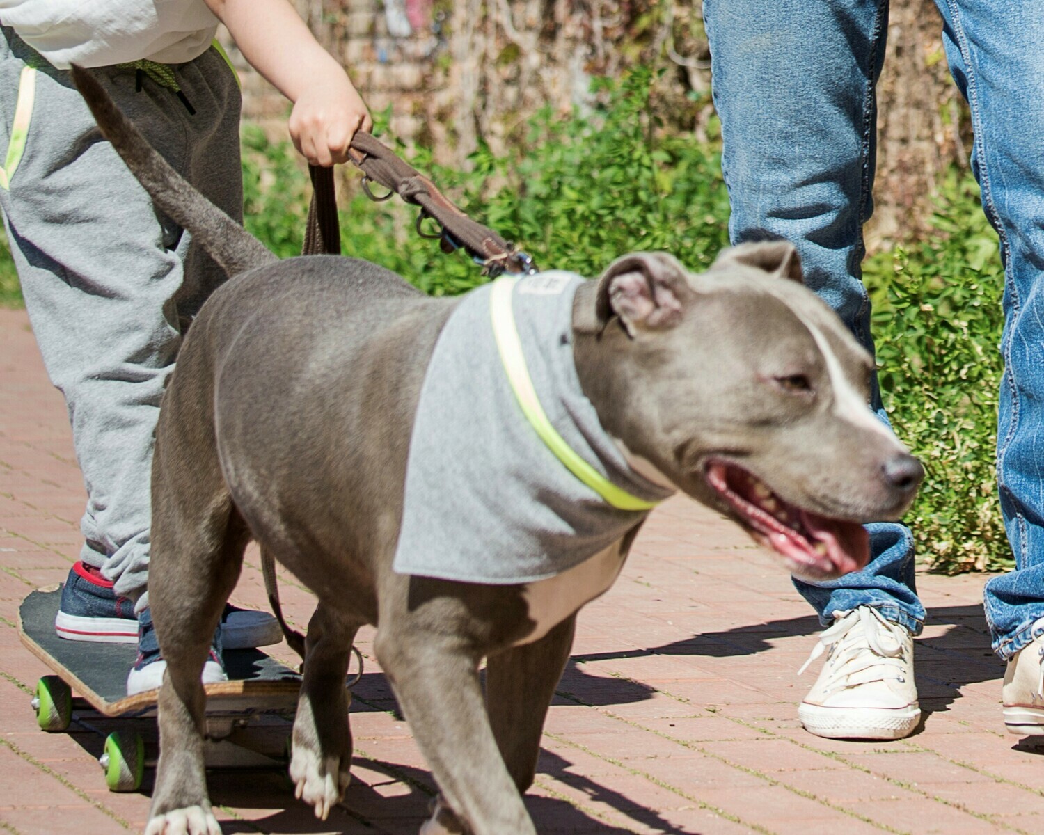 Bandana Pets Lima