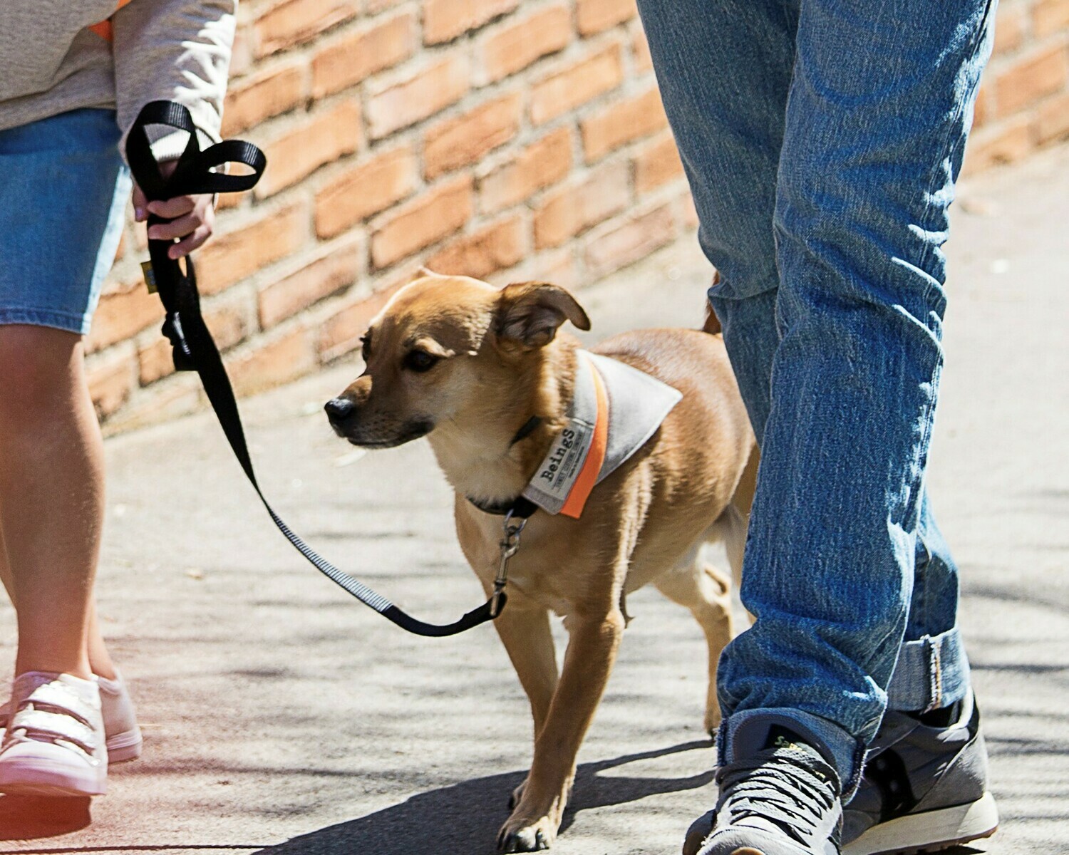 Bandana Pets Orange