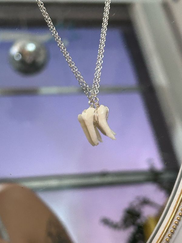 Porcine Tooth