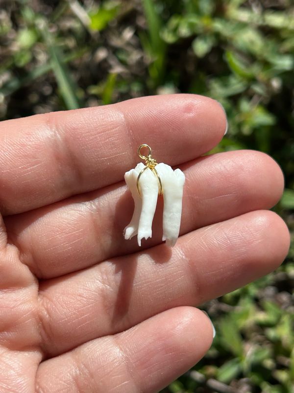 Porcine Tooth