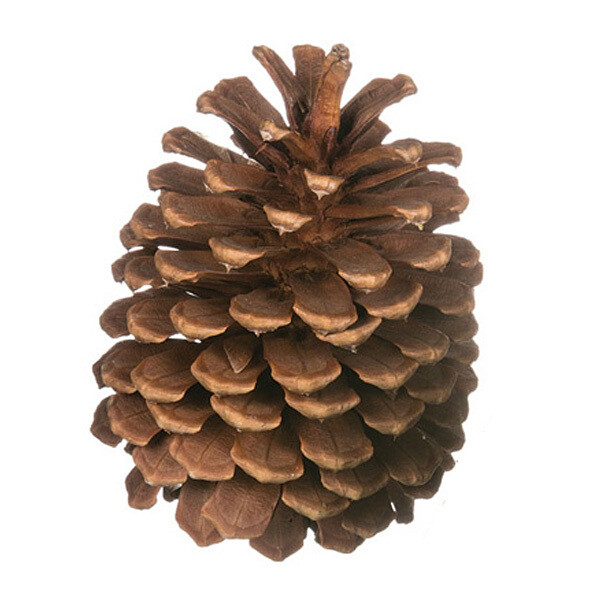   FL081P PnCones Sm