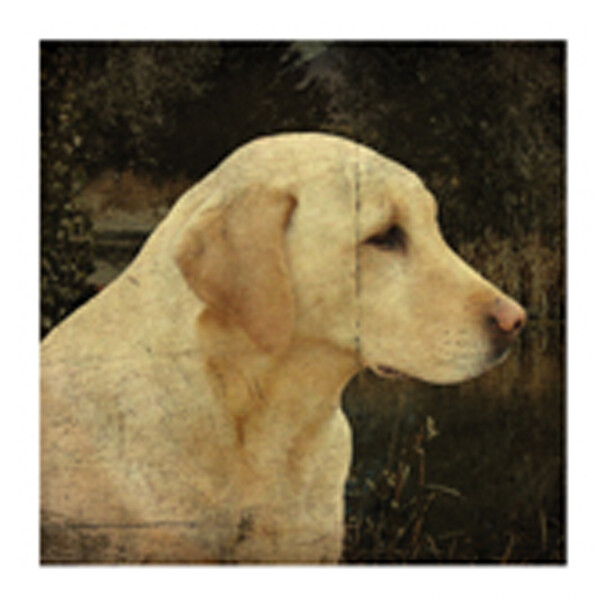 CV220 Yellow Lab