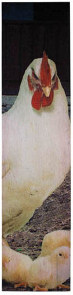 CV247 Tall Chicken Canvas