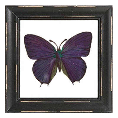TG210 Framed Butterfly
