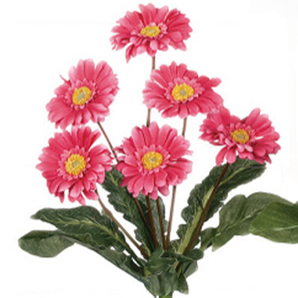 1B020 Pink Gerber Daisy