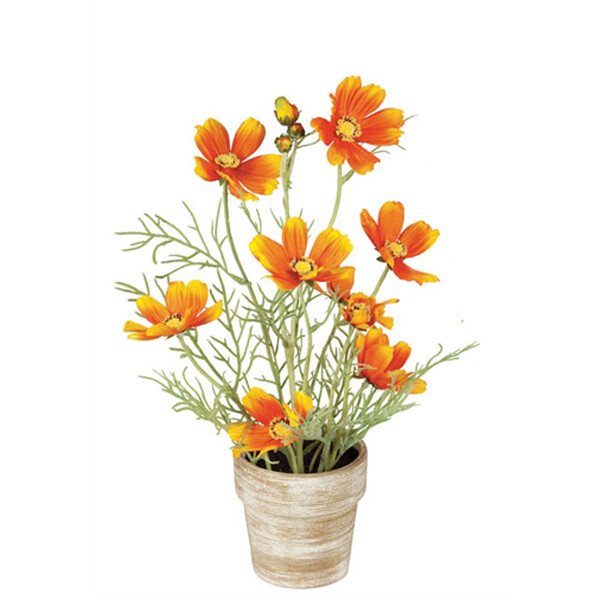 1B067 Potted Cosmos