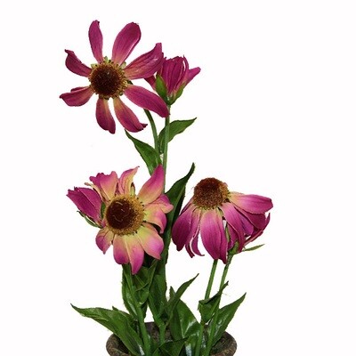 1B119 Purple Coneflower