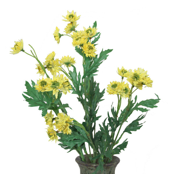 1B106Y Yellow Dianthus