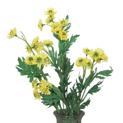 1B106Y Yellow Dianthus 1B106Y Yellow Dianthus