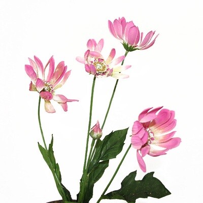 1B105P Pink Daisy