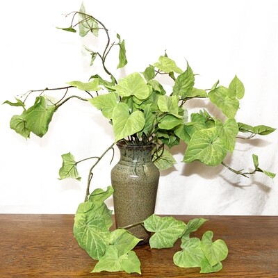 1B125 Sweet Potato Vine 1B125 Sweet Potato Vine