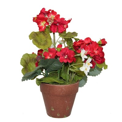 1B139 Potted Geraniums and Strawberries