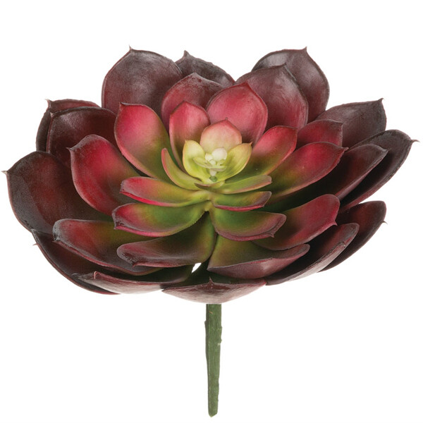 1B170 Red Succulent