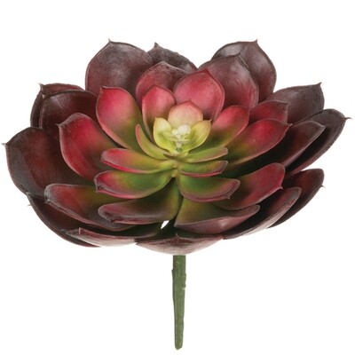 1B170 Red Succulent